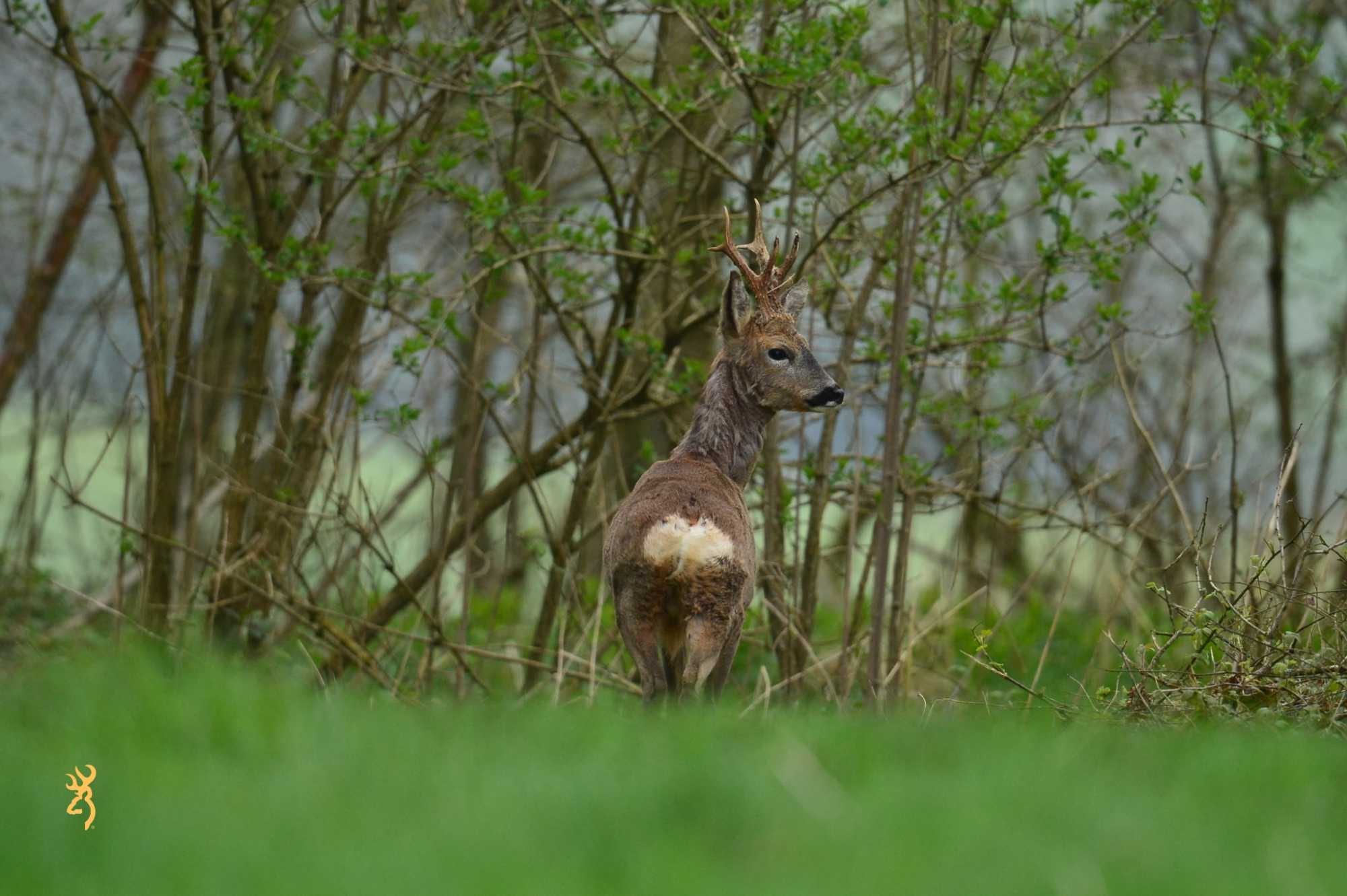 Le jeu de patience ! Quand les animaux nous énervent.