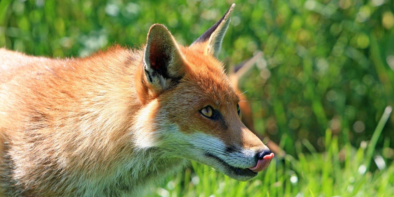 L’approche du renard en été