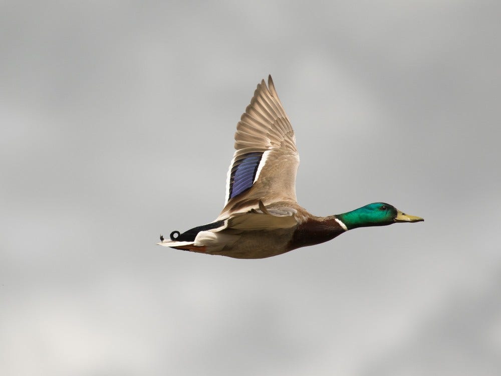 Quelques réflexions sur la chasse et l’éthique du chasseur