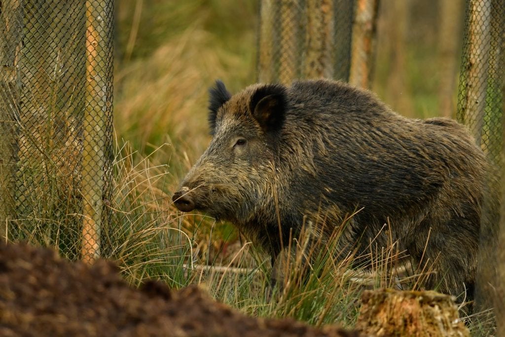 Le sanglier, un blindé sur pattes