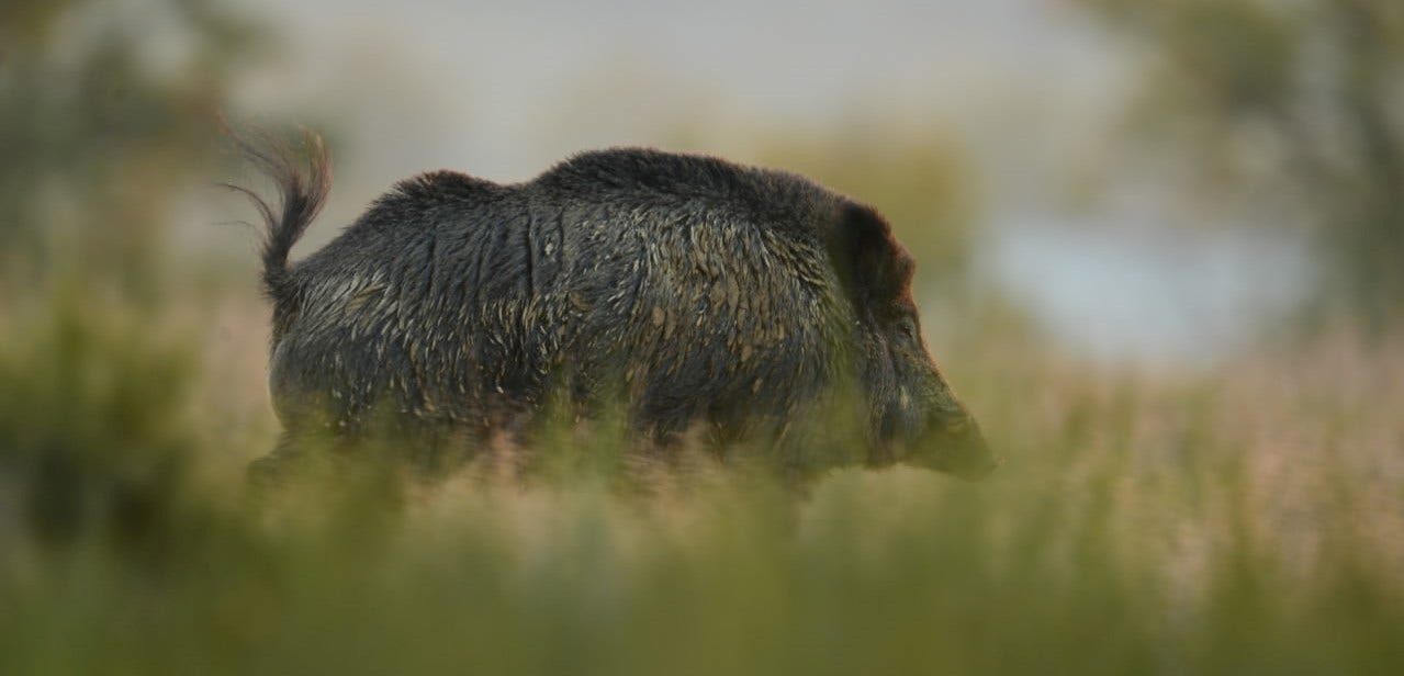 La peste porcine africaine [6e partie de la série sur les maladies du gibier]