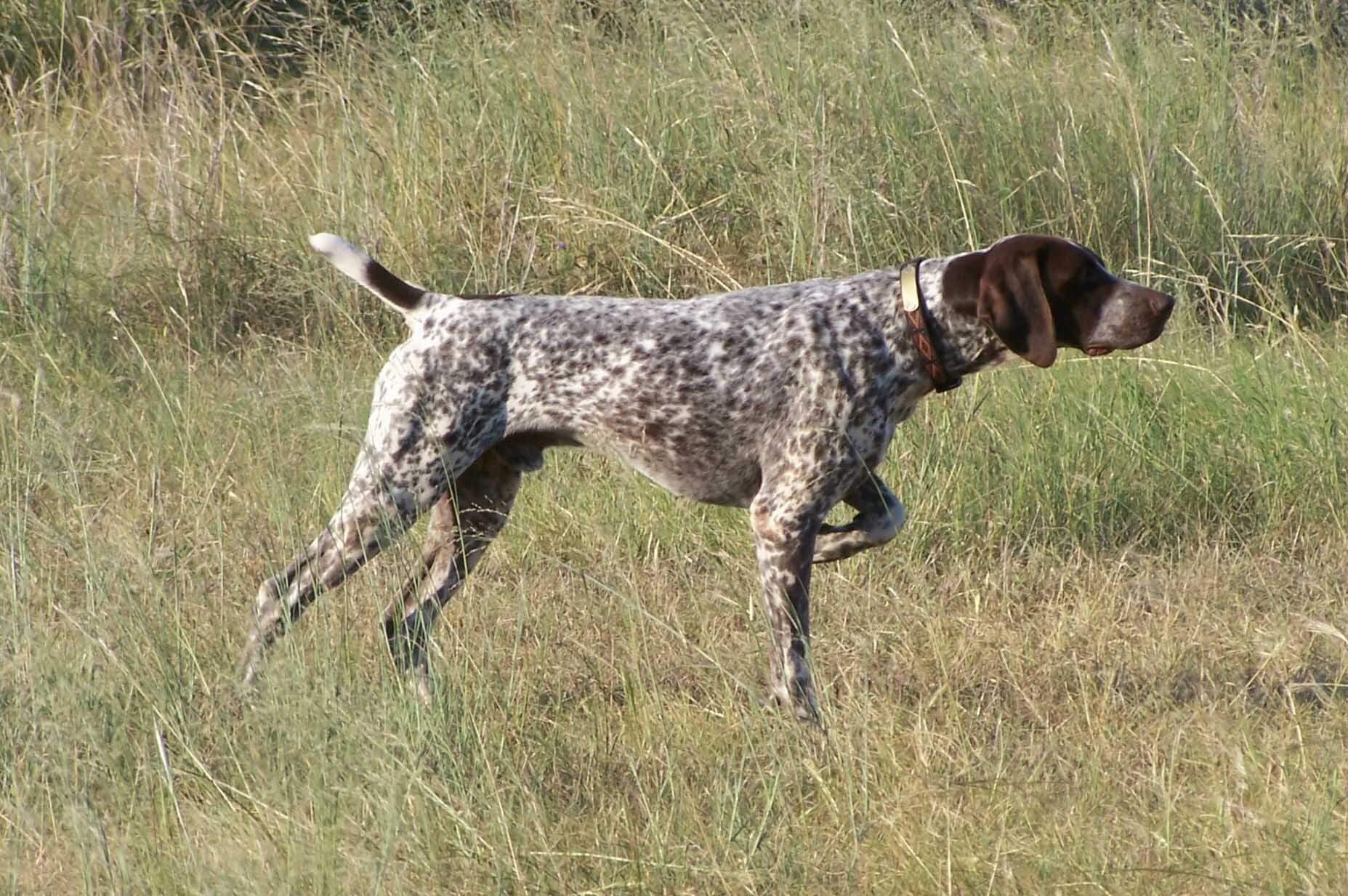 La perdrix grise au chien d’arrêt en Normandie