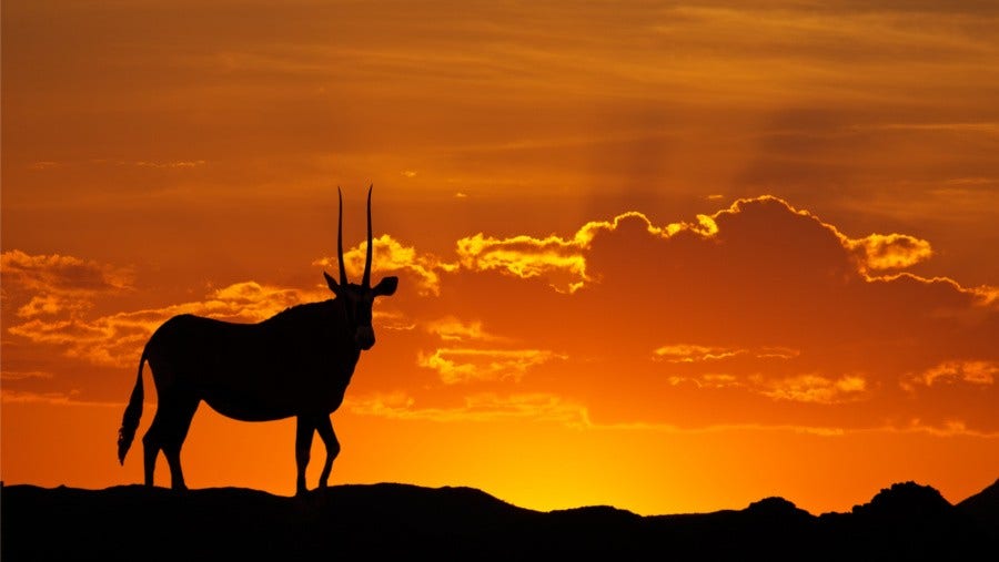 Au coeur de l’Afrique : Chasse et préservation