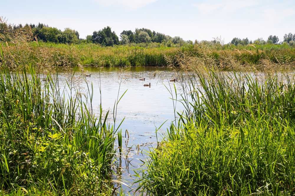 La chasse à la sauvagine avec l’A5