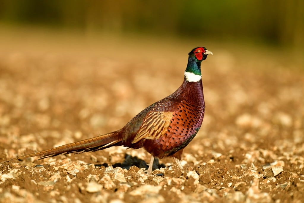 Disparition des oiseaux : à qui la faute ?
