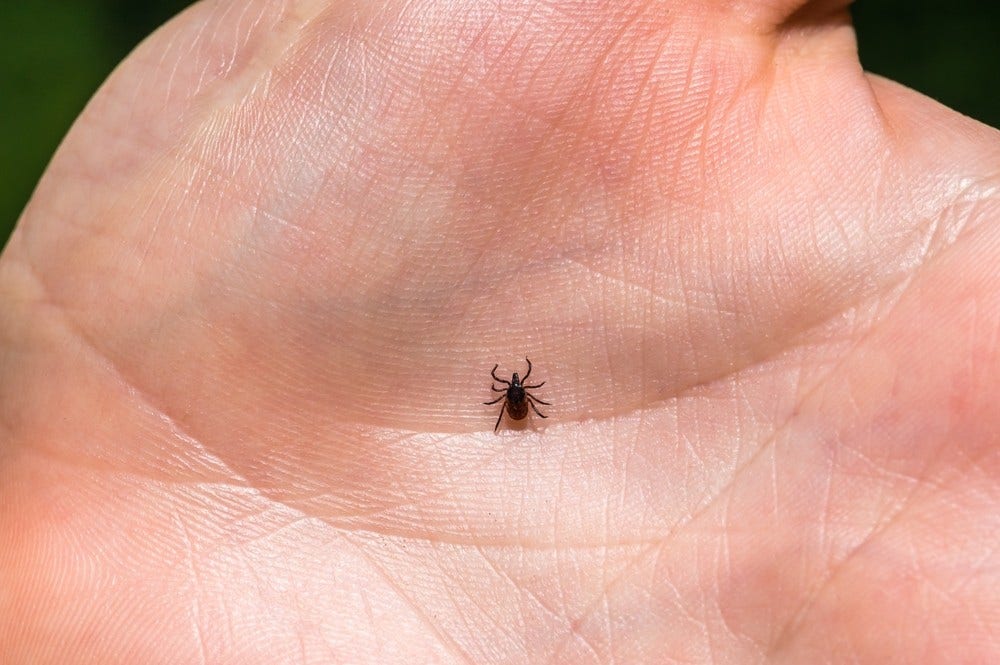 La maladie de Lyme [3e partie de la série sur les maladies du gibier]