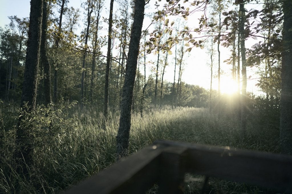 La chasse à l’affût : patience et discrétion