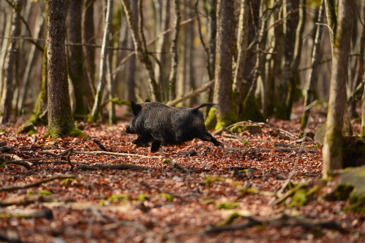 Top 5 des espèces à chasser sur notre planète !