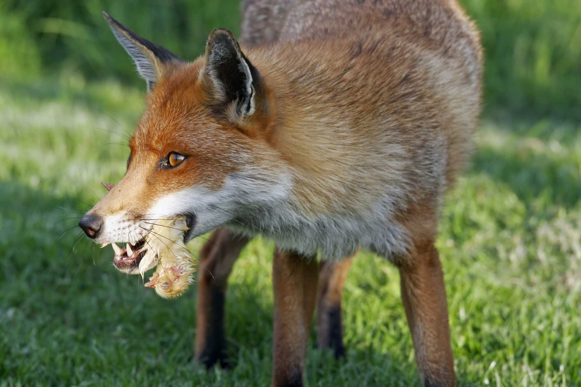 Qu’entent-on par « animal nuisible » ?