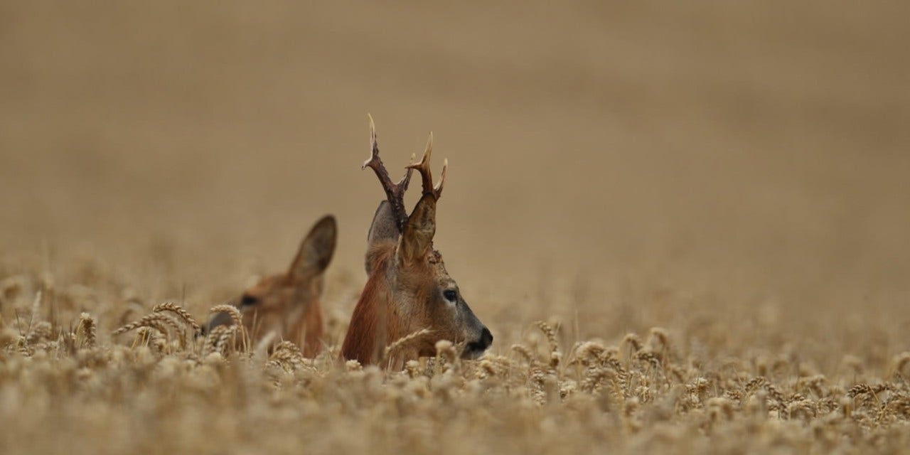Cette chasse dont on se souviendra toujours!