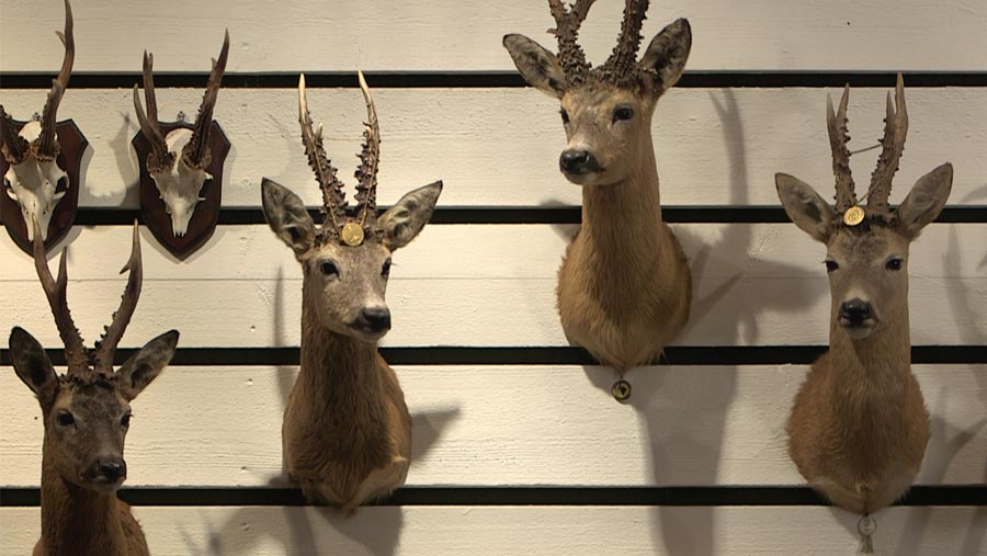 Les trophées de chasse : historique, catégorisation, cotation…