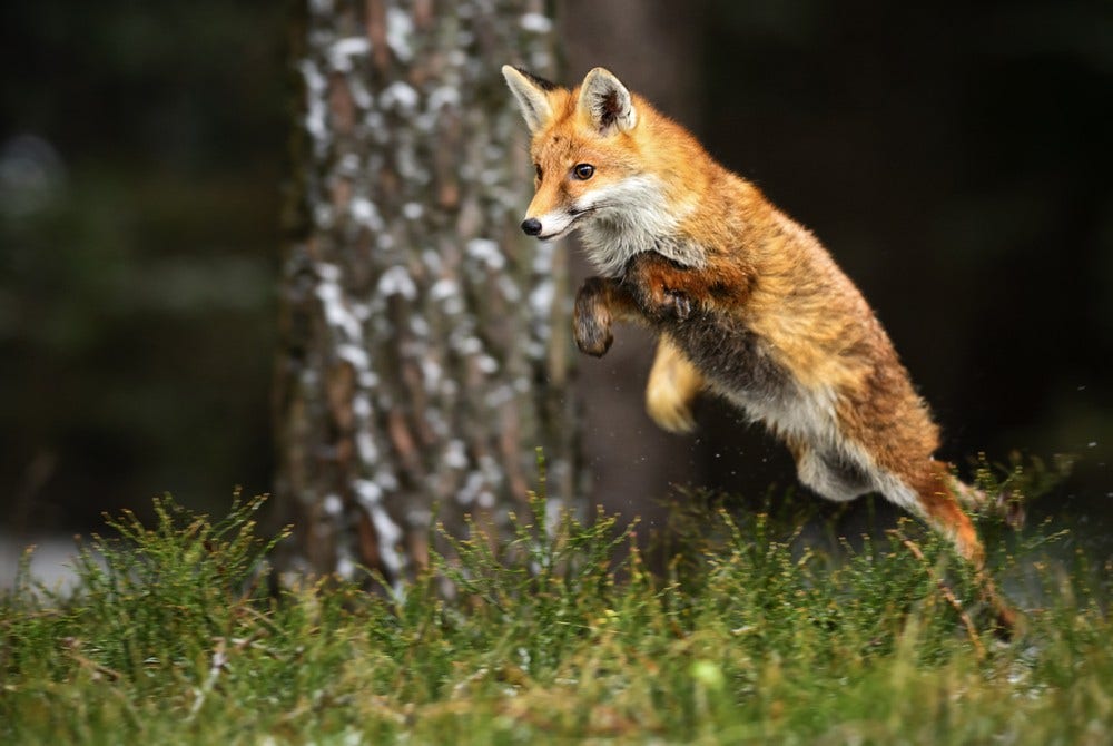Testez vos connaissances sur le renard roux !