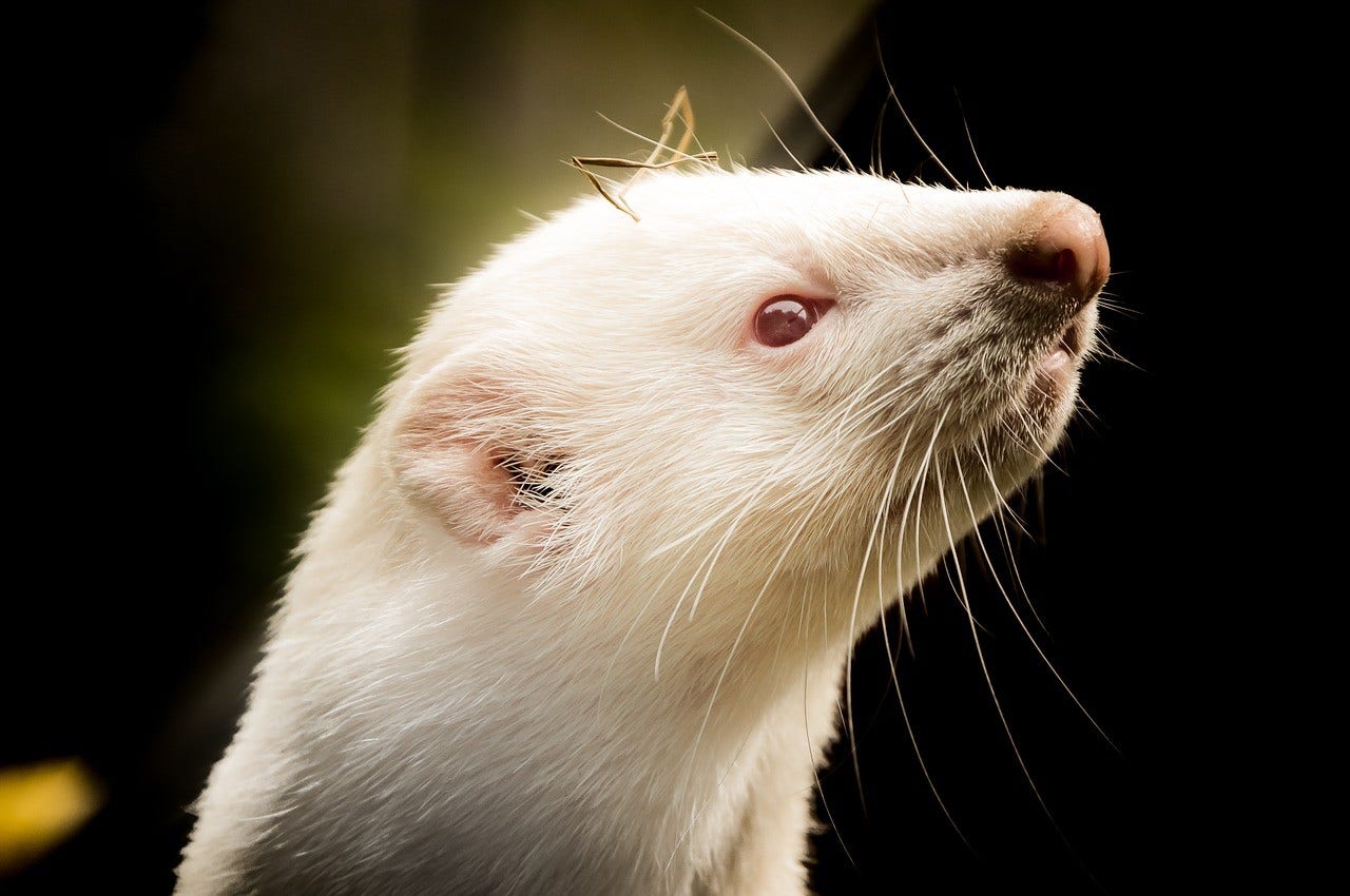 Le furetage, une technique de chasse ancestrale