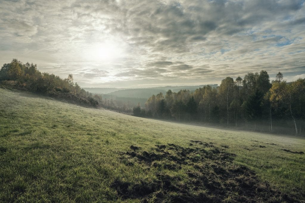La chasse en battue : Principes